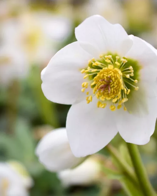 Helleborus niger, Schneerose, Lenzrose