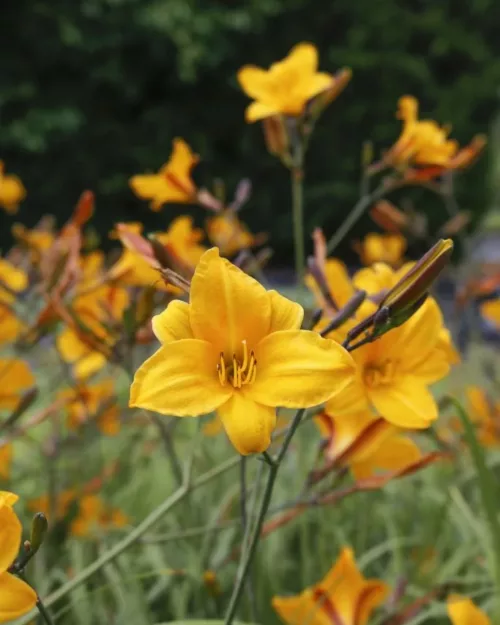 Hemerocallis 'Corky', Taglilie