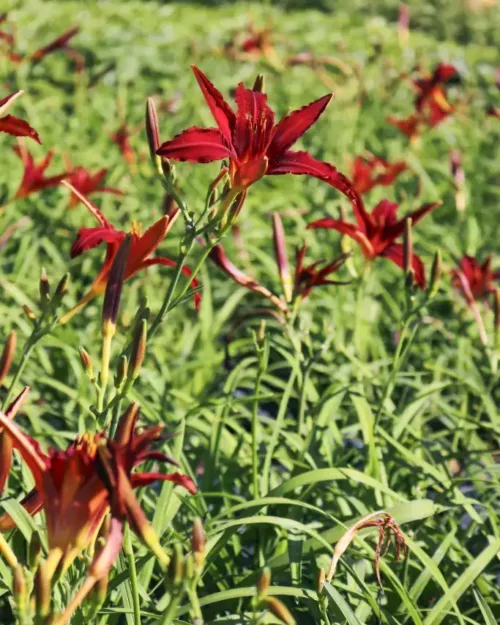 Hemerocallis 'Crimson Pirate', Taglilie