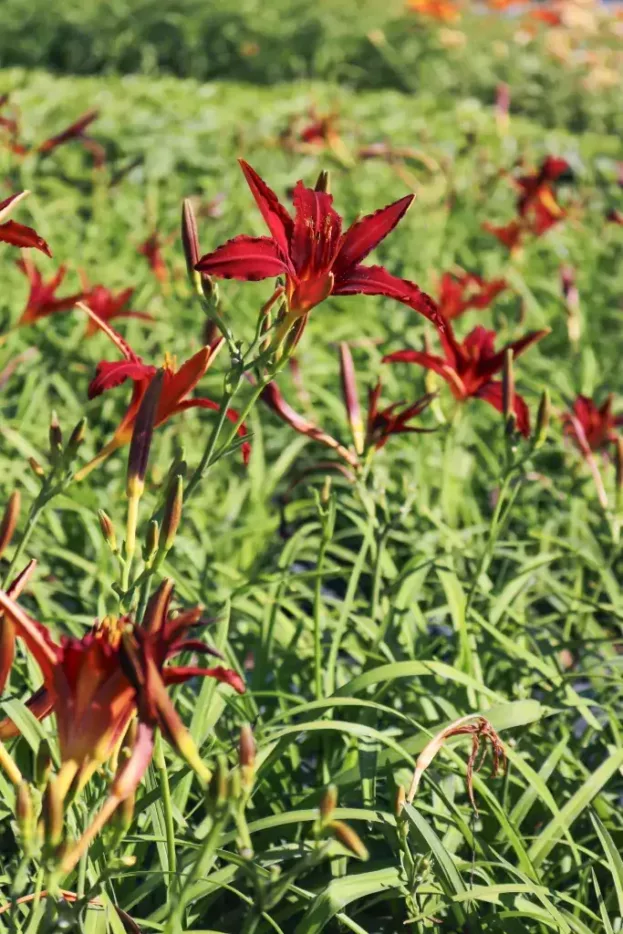 Hemerocallis 'Crimson Pirate', Taglilie