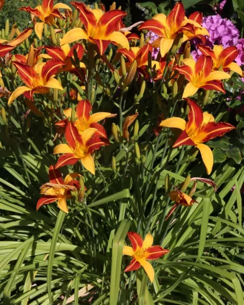 Hemerocallis 'Frans Hals', Taglilie