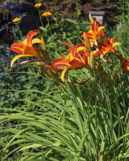 Hemerocallis 'Frans Hals', Taglilie