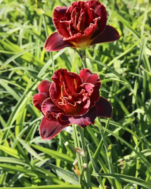 Hemerocallis 'Night Embers', Taglilie