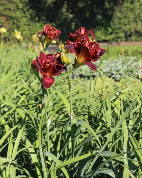 Hemerocallis 'Night Embers', Taglilie