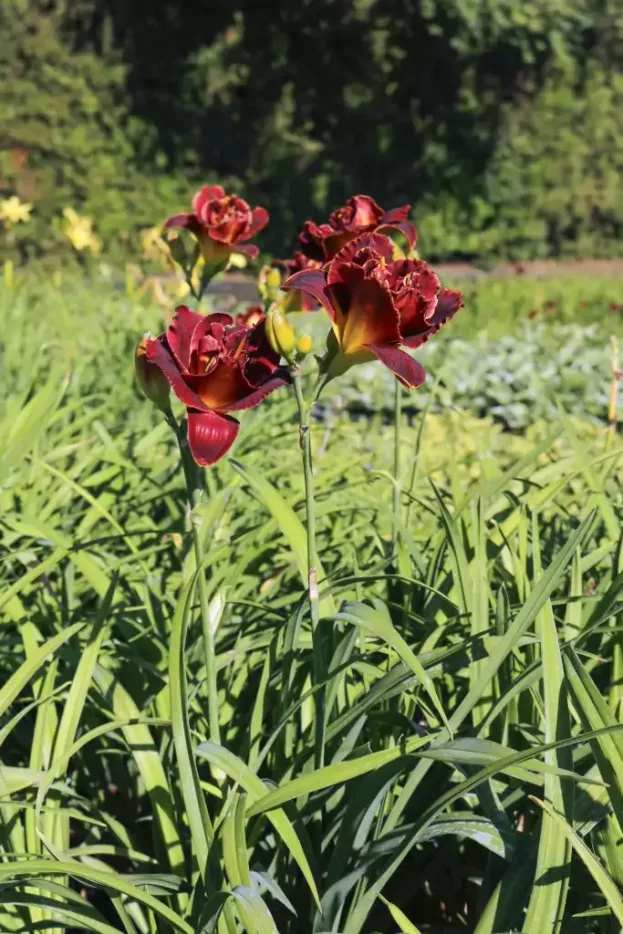 Hemerocallis 'Night Embers', Taglilie