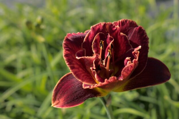 Hemerocallis 'Night Embers', Taglilie