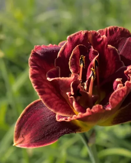 Hemerocallis 'Night Embers', Taglilie