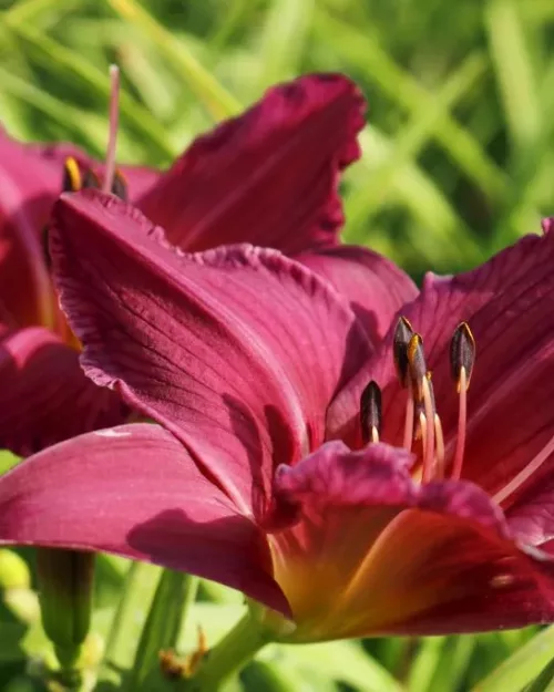 Hemerocallis 'Summer Wine', Taglilie