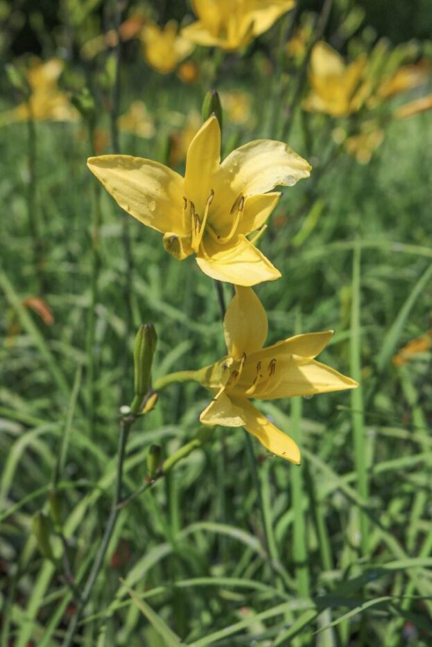 Hemerocallis lilioasphodelus, Wiesen-Taglilie
