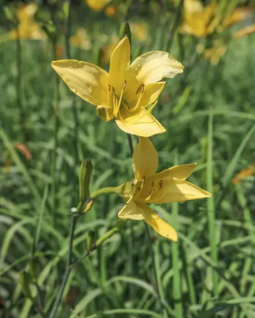 Hemerocallis lilioasphodelus, Wiesen-Taglilie