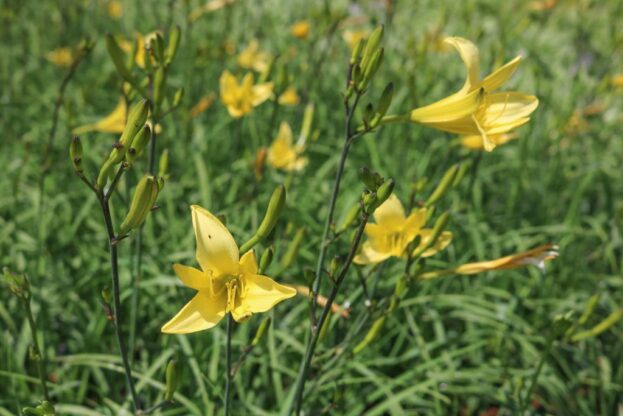 Hemerocallis lilioasphodelus, Wiesen-Taglilie
