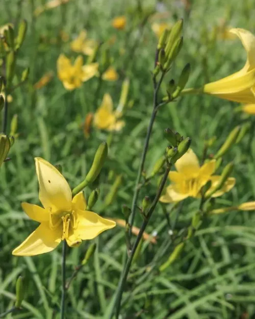 Hemerocallis lilioasphodelus, Wiesen-Taglilie
