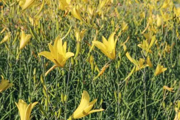 Hemerocallis lilioaspodelus, Wiesen-Taglilie