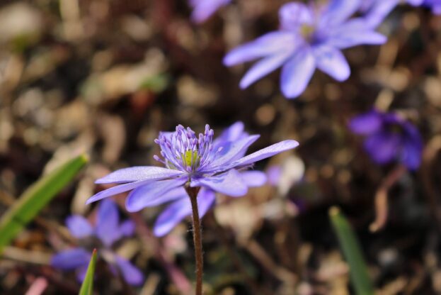 Hepatica nobilis, Leberblümchen