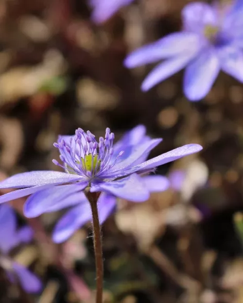 Hepatica nobilis, Leberblümchen