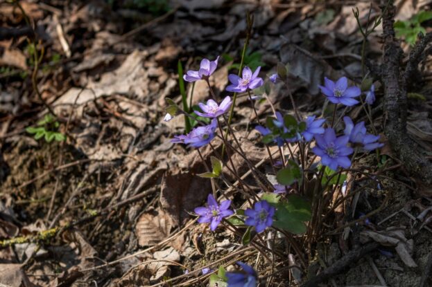 Hepatica nobilis, Leberblümchen