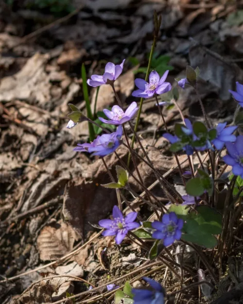 Hepatica nobilis, Leberblümchen