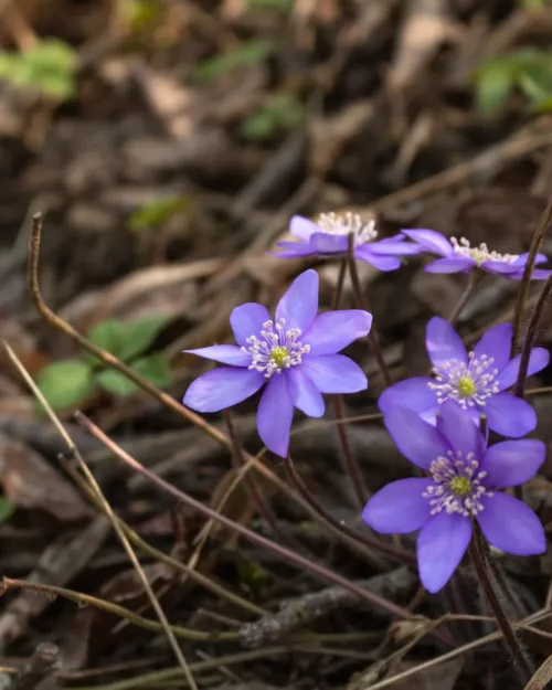 Hepatica nobilis