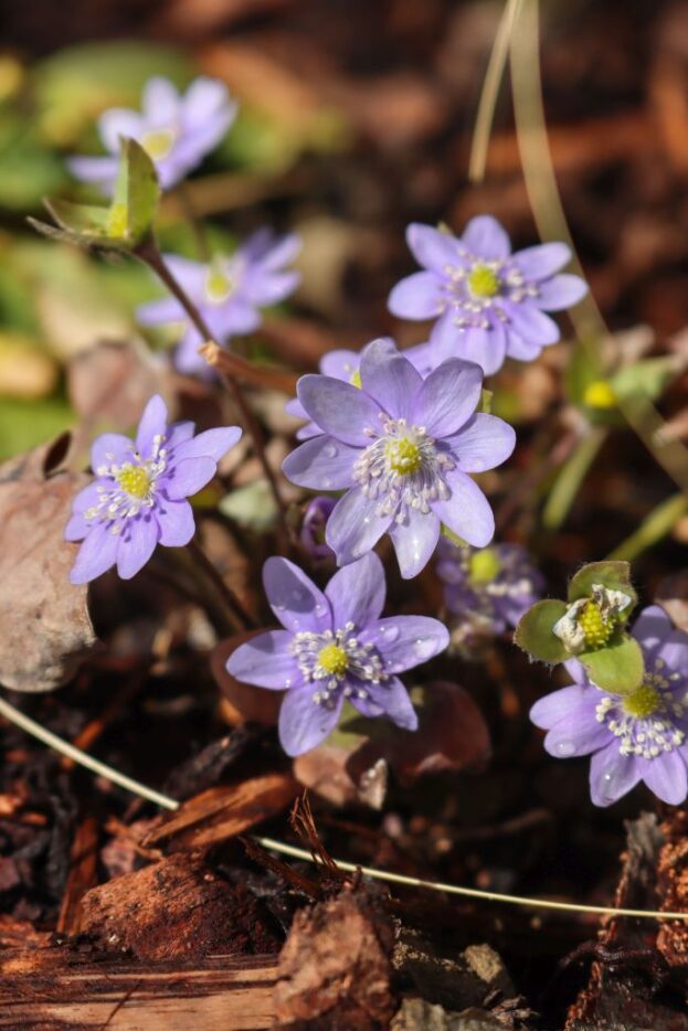 Hepatica nobilis, Leberblümchen