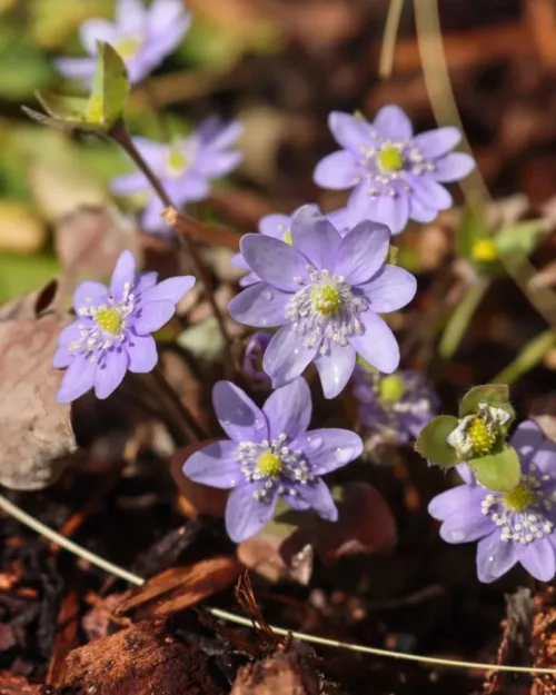 Hepatica nobilis, Leberblümchen