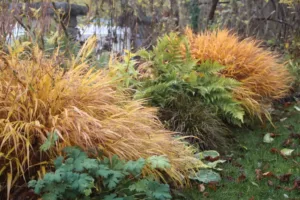 Stauden mit Herbstfärbung im Staudengarten im Herbst