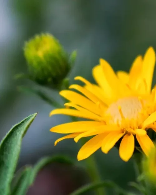 Heterotheca camporum var. glandulissimum, Goldaster, Goldauge