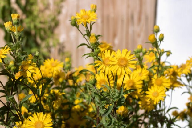 Heterotheca camporum var. glandulissimum, Goldaster, Goldauge