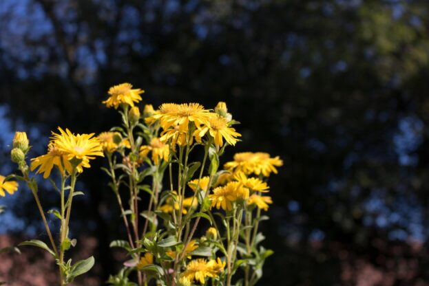 Heterotheca camporum var. glandulissimum, Goldaster, Goldauge