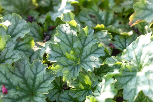 Heuchera CITY 'Paris', Purpurglöckchen