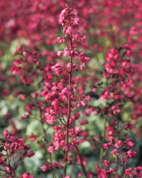 Heuchera CITY 'Paris', Purpurglöckchen