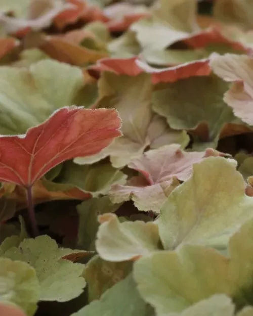 Heuchera 'Caramel', Purpurglöckchen