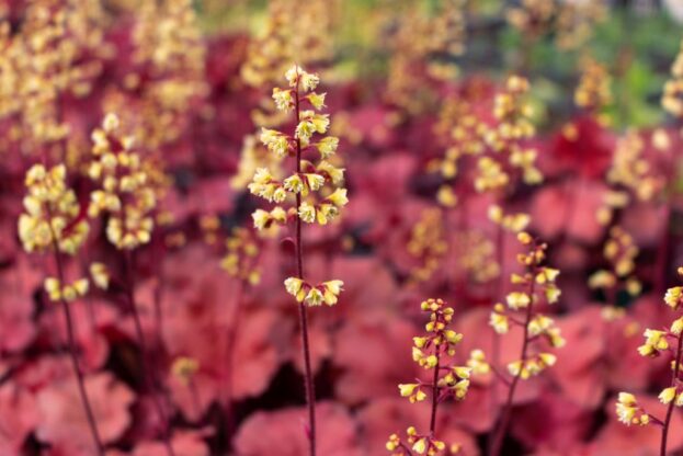 Heuchera 'Little Cutie Blondie', Purpurglöckchen