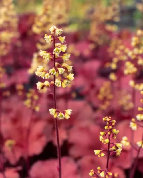 Heuchera 'Little Cutie Blondie', Purpurglöckchen