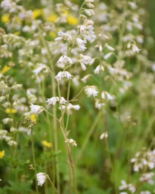 Heuchera 'Schneewittchen', Purpurglöckchen 'Schneewittchen'