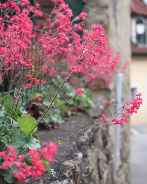 Heuchera sanguinea 'Leuchtkäfer', Purpurglöckchen