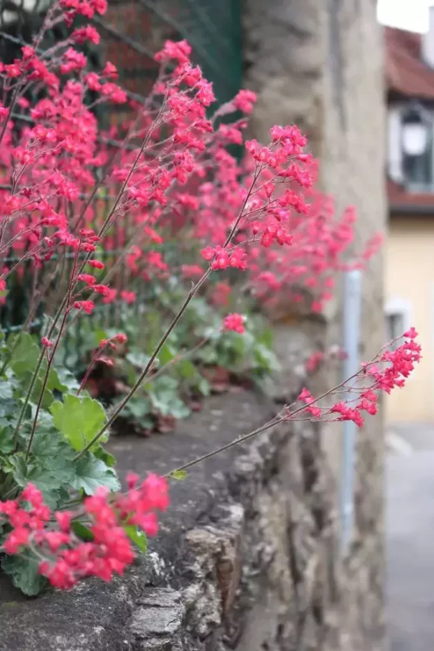 Heuchera sanguinea 'Leuchtkäfer', Purpurglöckchen