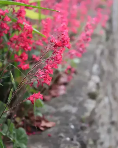 Heuchera sanguinea 'Leuchtkäfer', Purpurglöckchen