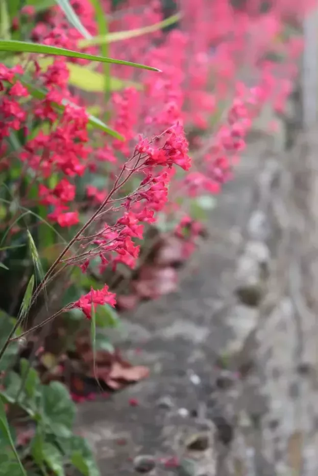 Heuchera sanguinea 'Leuchtkäfer', Purpurglöckchen