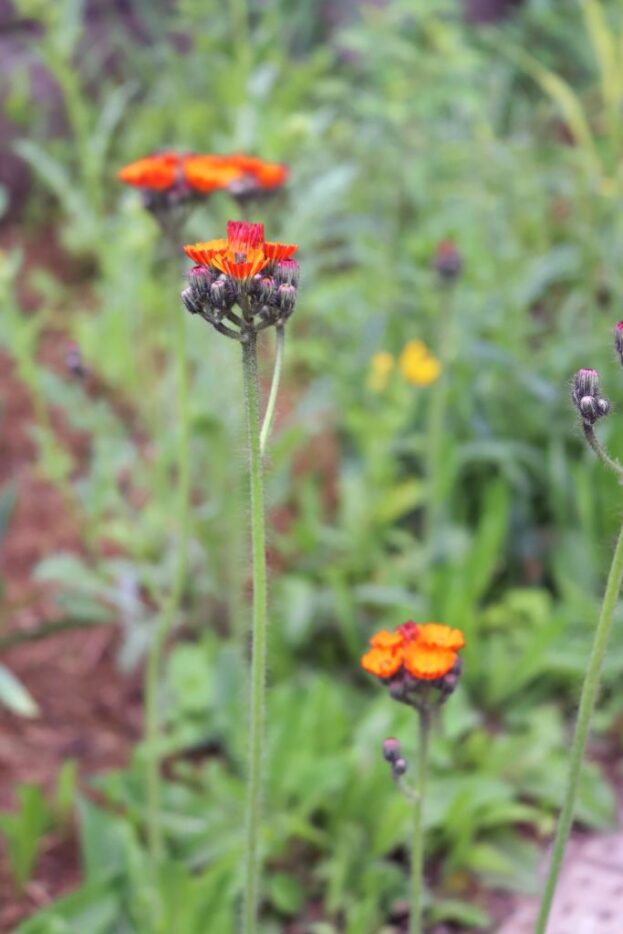 Hieracium aurantiacum, Orangerotes Habichtskraut