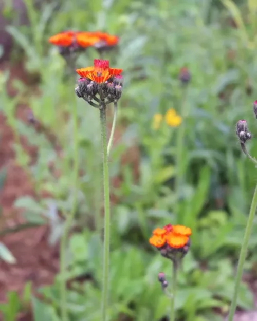 Hieracium aurantiacum, Orangerotes Habichtskraut