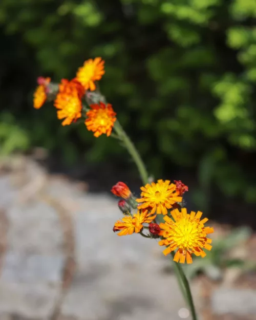 Hieracium aurantiacum, Orangerotes Habichtskraut