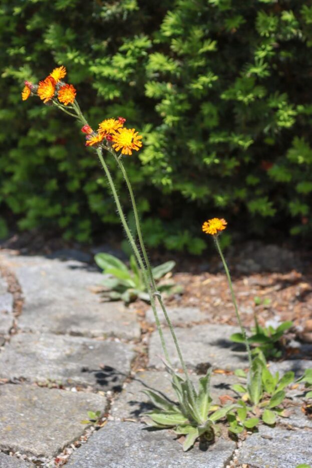 Hieracium aurantiacum, Orangerotes Habichtskraut