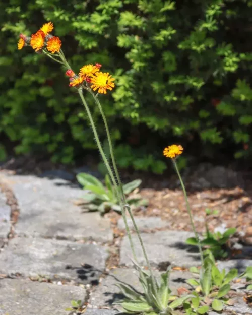 Hieracium aurantiacum, Orangerotes Habichtskraut