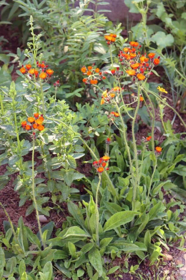 Hieracium aurantiacum, Orangerotes Habichtskraut