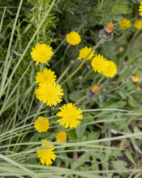 Hieracium pilosella, Kleines Habichtskraut, Mausohr-Habichtskraut