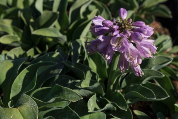 Hosta 'Blue Mouse Ears', Zwerg-Funkie
