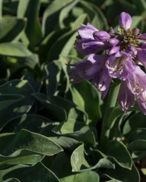 Hosta 'Blue Mouse Ears', Zwerg-Funkie