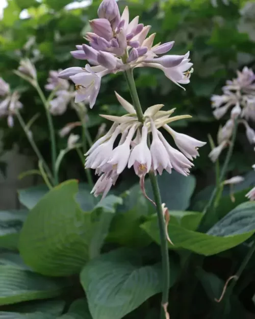 Hosta 'Empress Wu', Riesenfunkie