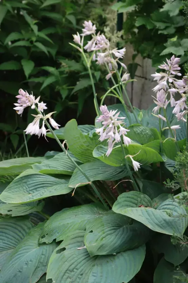 Hosta 'Empress Wu', Riesenfunkie