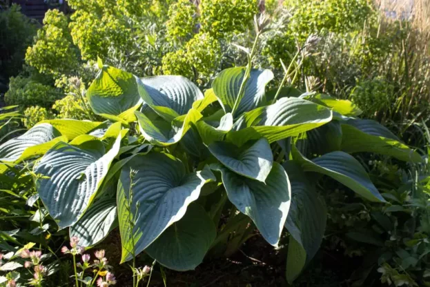 Hosta 'Empress Wu', Riesenfunkie